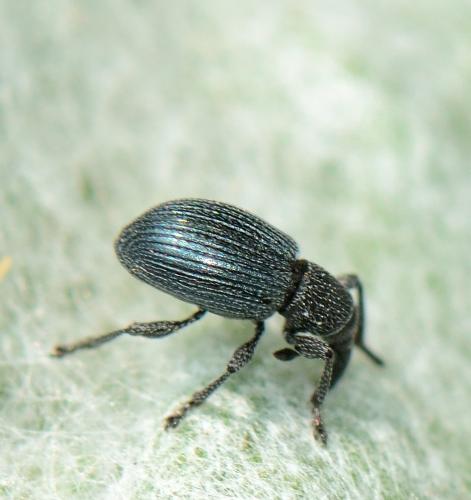 Réf. 326 730 : Apioninae inconnu